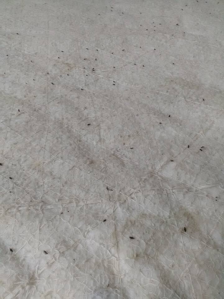 欧博国际app