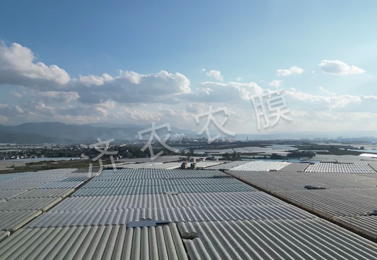 同江蓝莓大棚膜