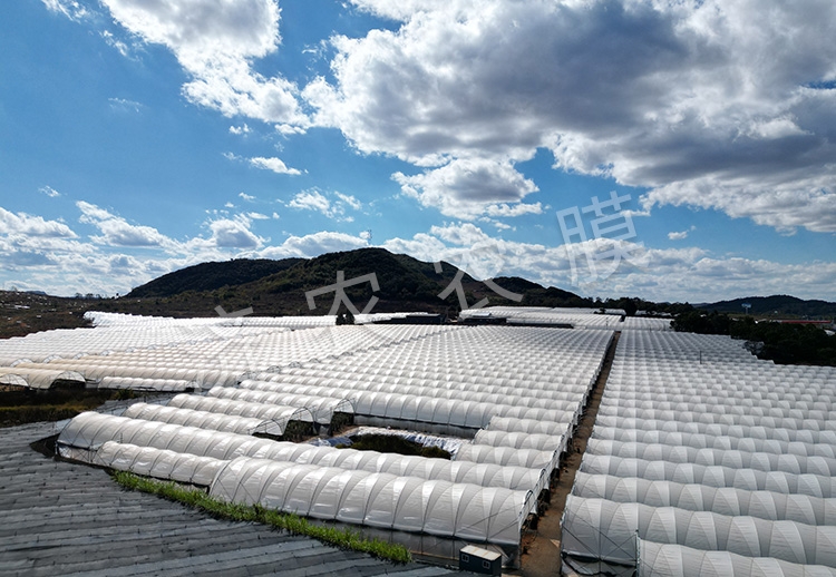 同江蓝莓大棚膜价格