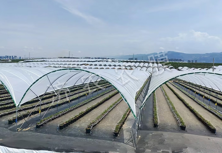 同江蓝莓大棚膜厂家