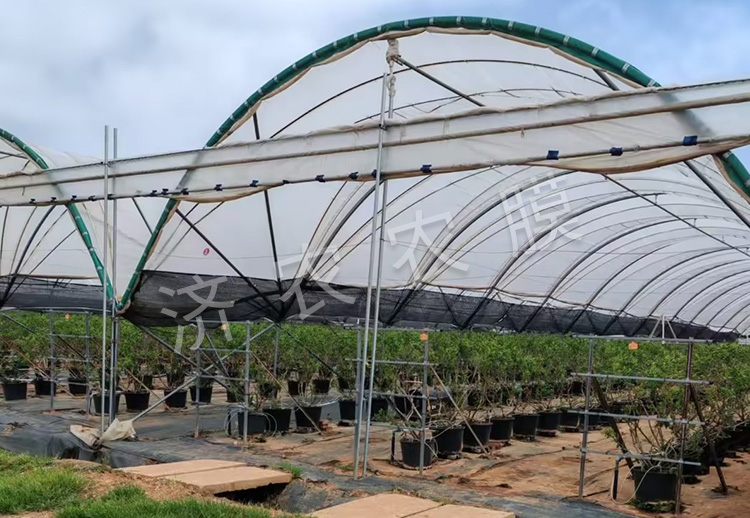 同江蓝莓大棚膜批发