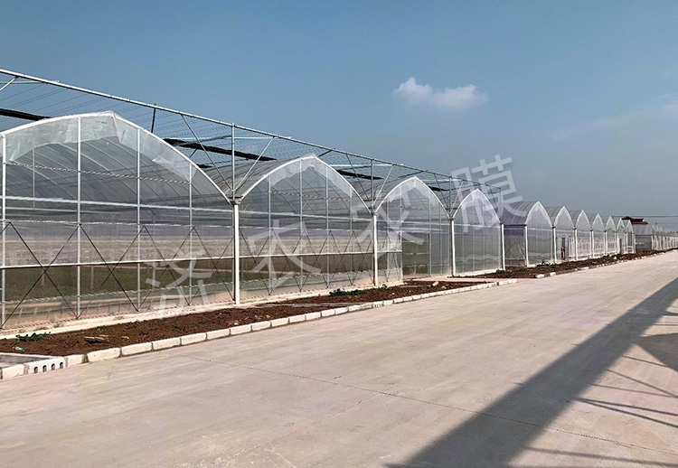 同江蓝莓大棚膜厂