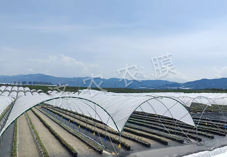 罗定蓝莓大棚膜报价