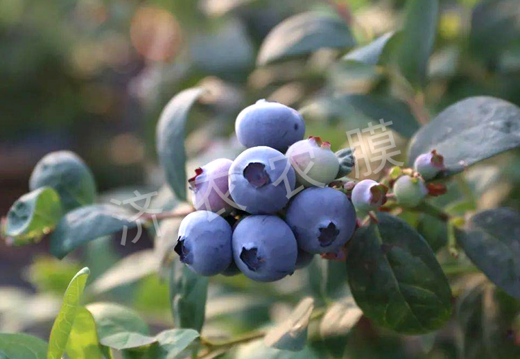 蓝莓大棚膜报价